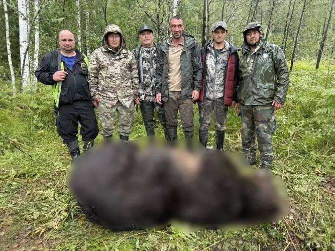 На сколько ещё медведи будут пугать жителей Алтая?